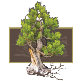 Tanglewood Beach Homes logo